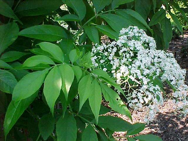 American elderberry